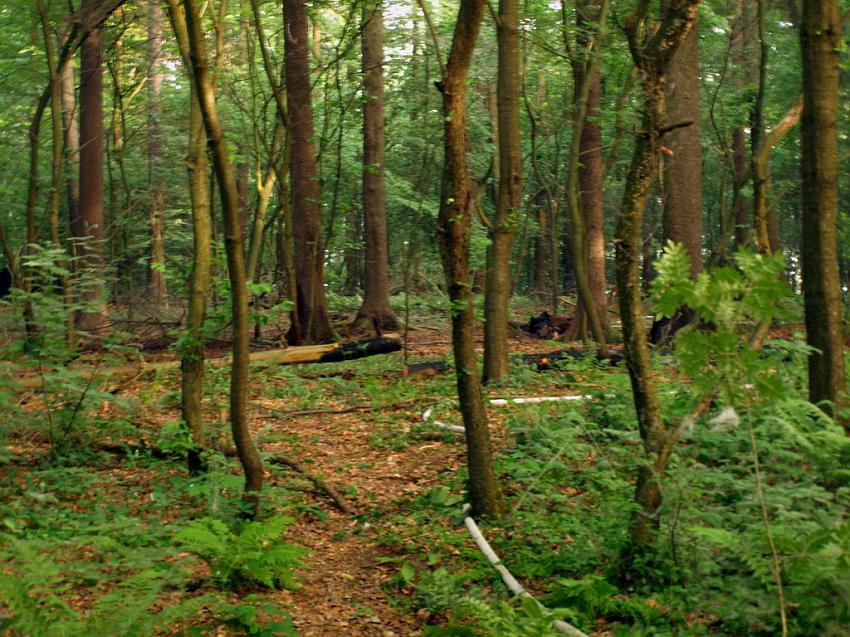 Waldbrand Bergisch Gladbach Bensberg P027.JPG